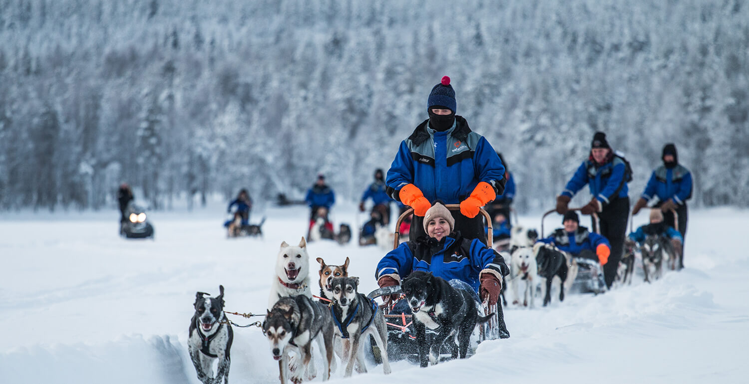 Chien de traineau en Laponie